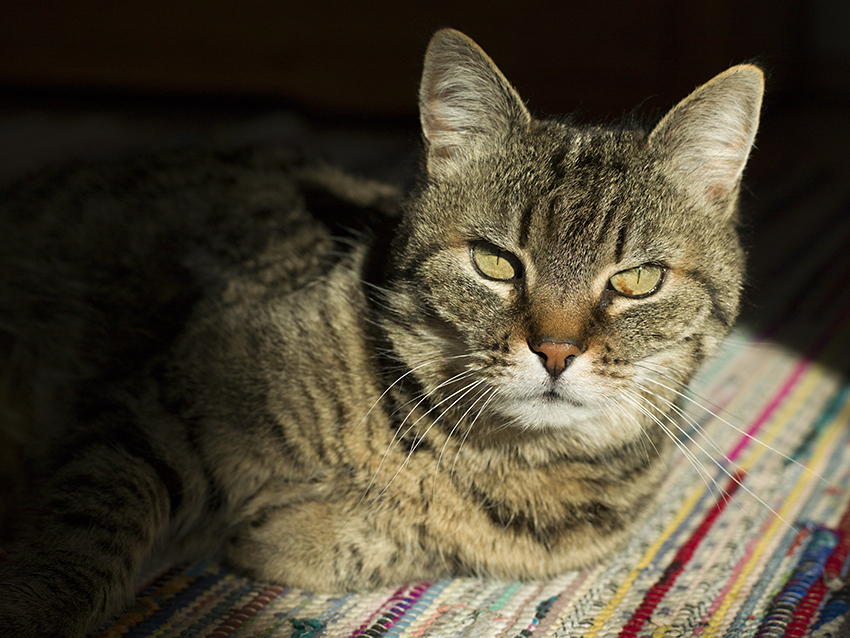 Katze im Sonnenschein auf buntem Teppich - Katzenfotos München