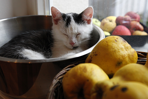 katzenbaby, kleiner kater schläft in der schüssel, foto: roland schmid, münchen