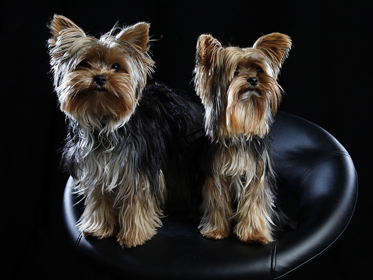 tierfoto von zwei hunden auf schwarzem barhocker, fotografiert von Roland Schmid München