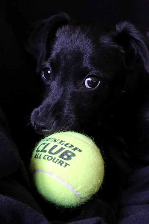 Hund Mischling Line im Fotostudio mit Tennisball , foto: roland schmid, münchen