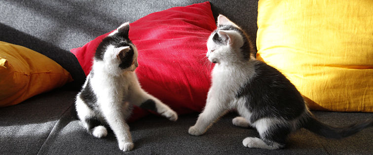 tierfotos münchen zwei junge katzenbabys beim spielen